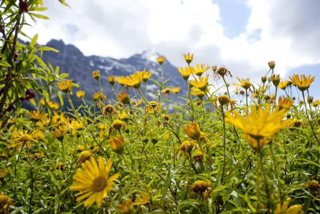 Atem Workshop in Grindelwald