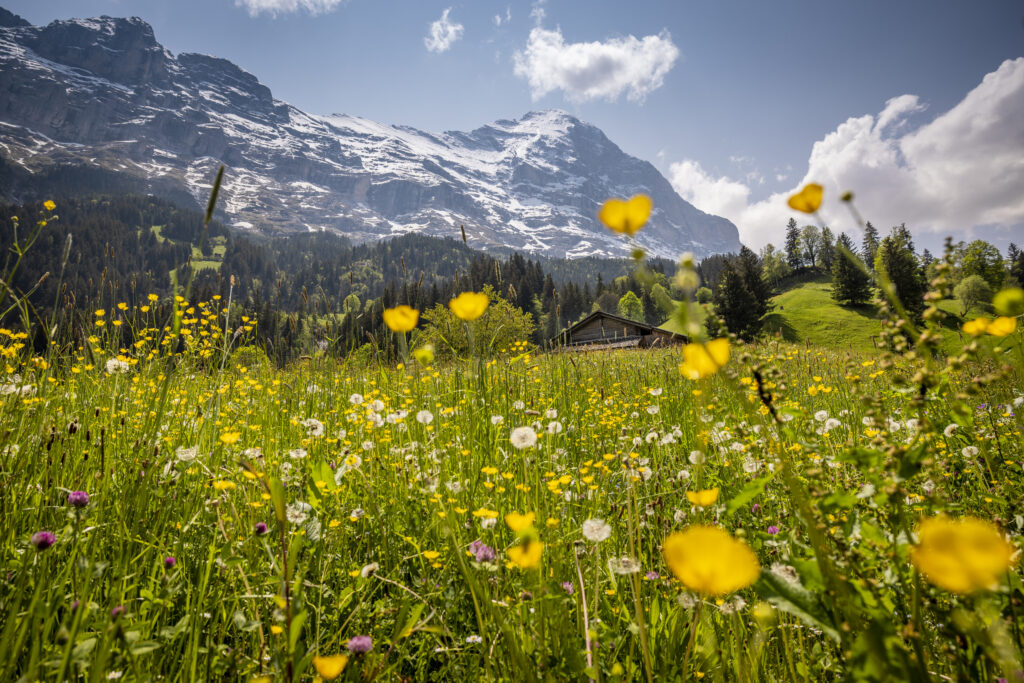 Frühling in Grindelwald 2023. Foto: David Birri